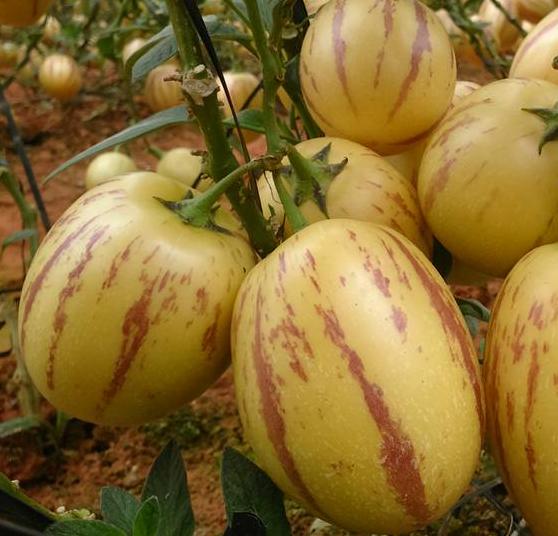 Hạt giống dưa pepino